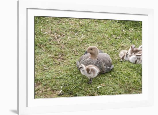 Argentina, Patagonia, South America. An Upland Goose mother and gosling.-Karen Ann Sullivan-Framed Photographic Print