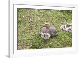 Argentina, Patagonia, South America. An Upland Goose mother and gosling.-Karen Ann Sullivan-Framed Photographic Print