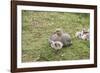 Argentina, Patagonia, South America. An Upland Goose mother and gosling.-Karen Ann Sullivan-Framed Photographic Print