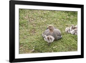 Argentina, Patagonia, South America. An Upland Goose mother and gosling.-Karen Ann Sullivan-Framed Photographic Print