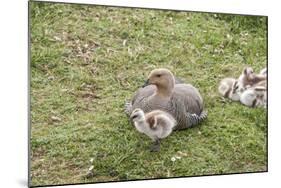 Argentina, Patagonia, South America. An Upland Goose mother and gosling.-Karen Ann Sullivan-Mounted Photographic Print