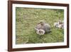 Argentina, Patagonia, South America. An Upland Goose mother and gosling.-Karen Ann Sullivan-Framed Photographic Print