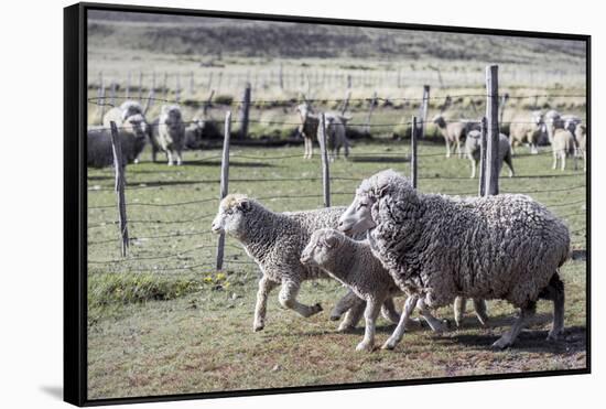 Argentina, Patagonia, South America. Three sheep on an estancia walk by other sheep.-Karen Ann Sullivan-Framed Stretched Canvas