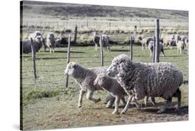 Argentina, Patagonia, South America. Three sheep on an estancia walk by other sheep.-Karen Ann Sullivan-Stretched Canvas