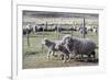 Argentina, Patagonia, South America. Three sheep on an estancia walk by other sheep.-Karen Ann Sullivan-Framed Photographic Print