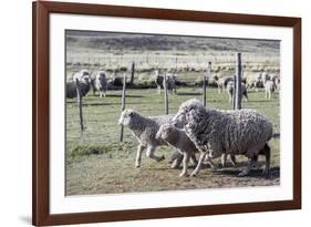 Argentina, Patagonia, South America. Three sheep on an estancia walk by other sheep.-Karen Ann Sullivan-Framed Photographic Print