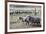 Argentina, Patagonia, South America. Three sheep on an estancia walk by other sheep.-Karen Ann Sullivan-Framed Photographic Print