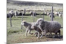 Argentina, Patagonia, South America. Three sheep on an estancia walk by other sheep.-Karen Ann Sullivan-Mounted Photographic Print