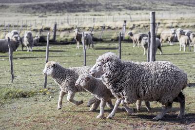 https://imgc.allpostersimages.com/img/posters/argentina-patagonia-south-america-three-sheep-on-an-estancia-walk-by-other-sheep_u-L-Q1CZGNU0.jpg?artPerspective=n