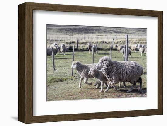 Argentina, Patagonia, South America. Three sheep on an estancia walk by other sheep.-Karen Ann Sullivan-Framed Photographic Print