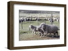 Argentina, Patagonia, South America. Three sheep on an estancia walk by other sheep.-Karen Ann Sullivan-Framed Photographic Print