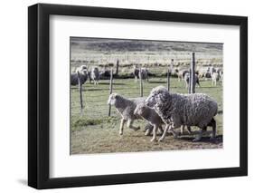 Argentina, Patagonia, South America. Three sheep on an estancia walk by other sheep.-Karen Ann Sullivan-Framed Photographic Print