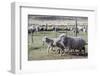 Argentina, Patagonia, South America. Three sheep on an estancia walk by other sheep.-Karen Ann Sullivan-Framed Photographic Print