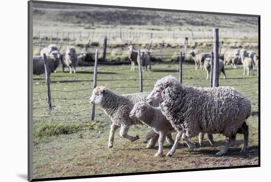 Argentina, Patagonia, South America. Three sheep on an estancia walk by other sheep.-Karen Ann Sullivan-Mounted Photographic Print