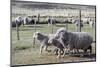 Argentina, Patagonia, South America. Three sheep on an estancia walk by other sheep.-Karen Ann Sullivan-Mounted Photographic Print