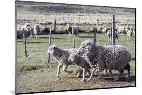 Argentina, Patagonia, South America. Three sheep on an estancia walk by other sheep.-Karen Ann Sullivan-Mounted Photographic Print