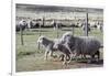 Argentina, Patagonia, South America. Three sheep on an estancia walk by other sheep.-Karen Ann Sullivan-Framed Photographic Print