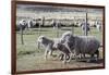 Argentina, Patagonia, South America. Three sheep on an estancia walk by other sheep.-Karen Ann Sullivan-Framed Photographic Print