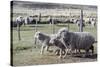 Argentina, Patagonia, South America. Three sheep on an estancia walk by other sheep.-Karen Ann Sullivan-Stretched Canvas