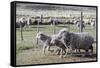 Argentina, Patagonia, South America. Three sheep on an estancia walk by other sheep.-Karen Ann Sullivan-Framed Stretched Canvas