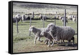 Argentina, Patagonia, South America. Three sheep on an estancia walk by other sheep.-Karen Ann Sullivan-Framed Stretched Canvas