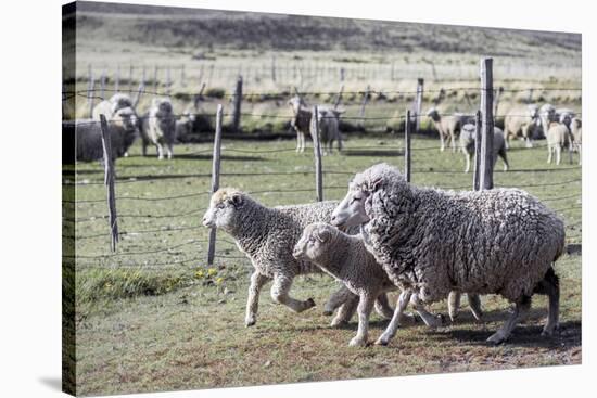 Argentina, Patagonia, South America. Three sheep on an estancia walk by other sheep.-Karen Ann Sullivan-Stretched Canvas