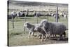 Argentina, Patagonia, South America. Three sheep on an estancia walk by other sheep.-Karen Ann Sullivan-Stretched Canvas