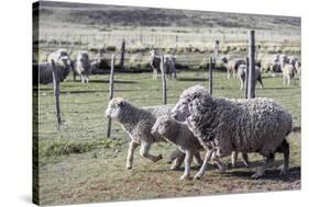 Argentina, Patagonia, South America. Three sheep on an estancia walk by other sheep.-Karen Ann Sullivan-Stretched Canvas