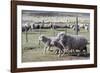 Argentina, Patagonia, South America. Three sheep on an estancia walk by other sheep.-Karen Ann Sullivan-Framed Photographic Print