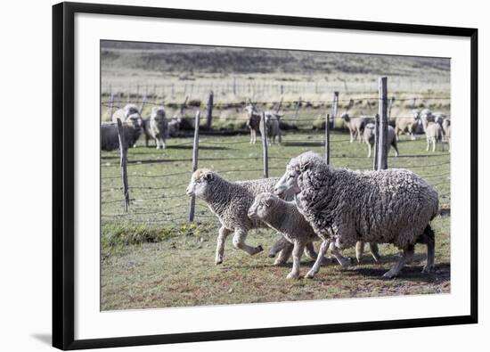 Argentina, Patagonia, South America. Three sheep on an estancia walk by other sheep.-Karen Ann Sullivan-Framed Photographic Print