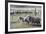 Argentina, Patagonia, South America. Three sheep on an estancia walk by other sheep.-Karen Ann Sullivan-Framed Photographic Print