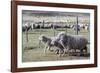 Argentina, Patagonia, South America. Three sheep on an estancia walk by other sheep.-Karen Ann Sullivan-Framed Photographic Print