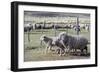 Argentina, Patagonia, South America. Three sheep on an estancia walk by other sheep.-Karen Ann Sullivan-Framed Photographic Print