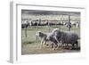 Argentina, Patagonia, South America. Three sheep on an estancia walk by other sheep.-Karen Ann Sullivan-Framed Photographic Print