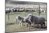 Argentina, Patagonia, South America. Three sheep on an estancia walk by other sheep.-Karen Ann Sullivan-Mounted Photographic Print