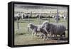 Argentina, Patagonia, South America. Three sheep on an estancia walk by other sheep.-Karen Ann Sullivan-Framed Stretched Canvas