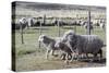 Argentina, Patagonia, South America. Three sheep on an estancia walk by other sheep.-Karen Ann Sullivan-Stretched Canvas
