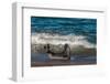 Argentina, Patagonia. Young southern elephant seal in the surf at Peninsula Valdez-Howie Garber-Framed Photographic Print