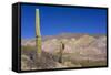 Argentina, Salta, Cardones National Park. Cardon Cactus-Michele Molinari-Framed Stretched Canvas