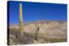 Argentina, Salta, Cardones National Park. Cardon Cactus-Michele Molinari-Stretched Canvas