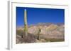 Argentina, Salta, Cardones National Park. Cardon Cactus-Michele Molinari-Framed Photographic Print