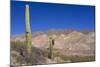 Argentina, Salta, Cardones National Park. Cardon Cactus-Michele Molinari-Mounted Photographic Print