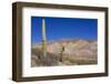 Argentina, Salta, Cardones National Park. Cardon Cactus-Michele Molinari-Framed Photographic Print