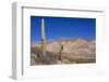 Argentina, Salta, Cardones National Park. Cardon Cactus-Michele Molinari-Framed Photographic Print