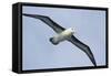 Argentina. Tierra Del Fuego. Black Browed Albatross in Flight-Inger Hogstrom-Framed Stretched Canvas