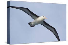 Argentina. Tierra Del Fuego. Black Browed Albatross in Flight-Inger Hogstrom-Stretched Canvas