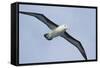 Argentina. Tierra Del Fuego. Black Browed Albatross in Flight-Inger Hogstrom-Framed Stretched Canvas