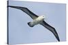 Argentina. Tierra Del Fuego. Black Browed Albatross in Flight-Inger Hogstrom-Stretched Canvas