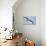 Argentina. Tierra Del Fuego. Black Browed Albatross in Flight-Inger Hogstrom-Photographic Print displayed on a wall