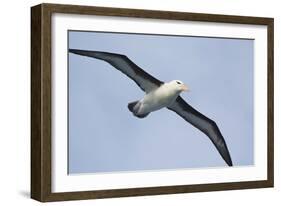 Argentina. Tierra Del Fuego. Black Browed Albatross in Flight-Inger Hogstrom-Framed Photographic Print